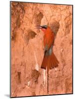 Carmine Bee-Eater, Okavango Delta, Botswana-Pete Oxford-Mounted Photographic Print