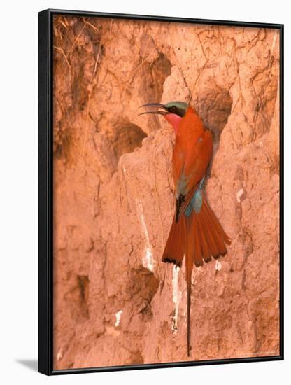 Carmine Bee-Eater, Okavango Delta, Botswana-Pete Oxford-Framed Photographic Print