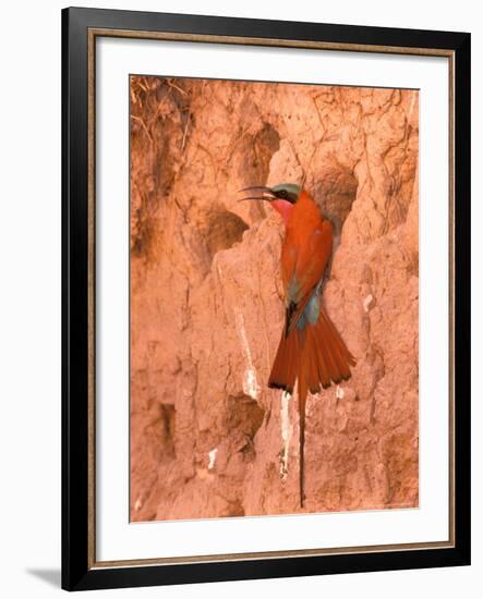 Carmine Bee-Eater, Okavango Delta, Botswana-Pete Oxford-Framed Photographic Print