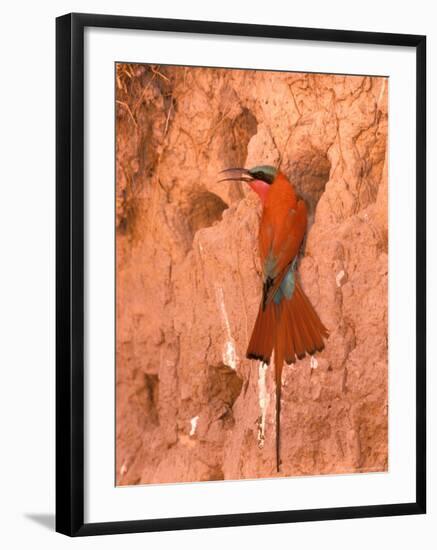 Carmine Bee-Eater, Okavango Delta, Botswana-Pete Oxford-Framed Photographic Print