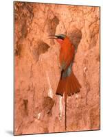 Carmine Bee-Eater, Okavango Delta, Botswana-Pete Oxford-Mounted Photographic Print