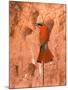 Carmine Bee-Eater, Okavango Delta, Botswana-Pete Oxford-Mounted Photographic Print