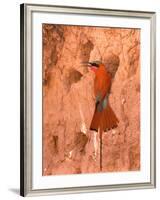 Carmine Bee-Eater, Okavango Delta, Botswana-Pete Oxford-Framed Photographic Print