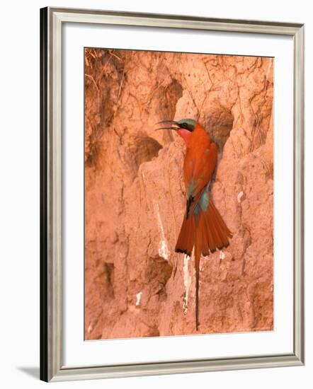 Carmine Bee-Eater, Okavango Delta, Botswana-Pete Oxford-Framed Photographic Print