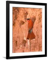 Carmine Bee-Eater, Okavango Delta, Botswana-Pete Oxford-Framed Photographic Print