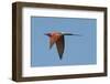 Carmine Bee Eater-Scott Bennion-Framed Photo