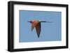 Carmine Bee Eater-Scott Bennion-Framed Photo