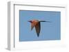 Carmine Bee Eater-Scott Bennion-Framed Photo