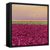 Carmine Tulip Field-Cora Niele-Framed Stretched Canvas