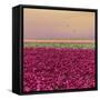 Carmine Tulip Field-Cora Niele-Framed Stretched Canvas