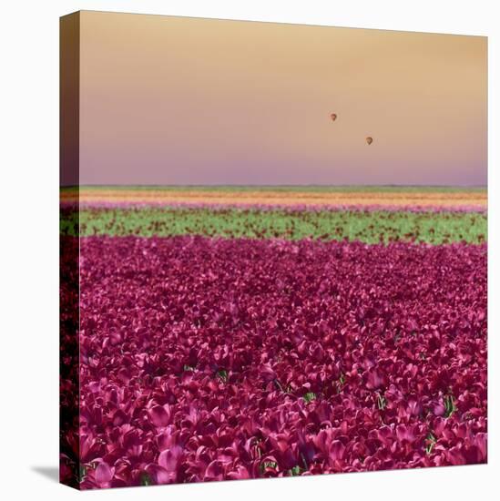 Carmine Tulip Field-Cora Niele-Stretched Canvas
