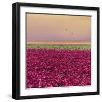 Carmine Tulip Field-Cora Niele-Framed Giclee Print