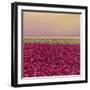 Carmine Tulip Field-Cora Niele-Framed Giclee Print