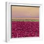 Carmine Tulip Field-Cora Niele-Framed Giclee Print