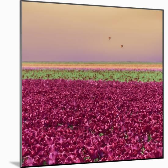 Carmine Tulip Field-Cora Niele-Mounted Giclee Print