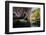 Carnarvon Gorge National Park, Queensland, Australia-Mark A Johnson-Framed Photographic Print