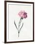 Carnation, 1826-Louise D'Orleans-Framed Giclee Print