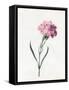 Carnation, 1826-Louise D'Orleans-Framed Stretched Canvas