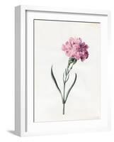 Carnation, 1826-Louise D'Orleans-Framed Giclee Print