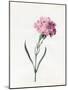 Carnation, 1826-Louise D'Orleans-Mounted Giclee Print