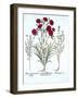 Carnation, Cat Thyme and Common Lavender Cotton, from 'Hortus Eystettensis', by Basil Besler (1561--German School-Framed Giclee Print