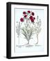 Carnation, Cat Thyme and Common Lavender Cotton, from 'Hortus Eystettensis', by Basil Besler (1561--German School-Framed Giclee Print