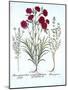 Carnation, Cat Thyme and Common Lavender Cotton, from 'Hortus Eystettensis', by Basil Besler (1561--German School-Mounted Giclee Print