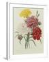 Carnation, circa 1833-Pierre-Joseph Redouté-Framed Giclee Print