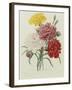 Carnation, circa 1833-Pierre-Joseph Redouté-Framed Giclee Print