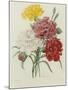 Carnation, circa 1833-Pierre-Joseph Redouté-Mounted Giclee Print