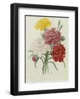 Carnation, circa 1833-Pierre-Joseph Redouté-Framed Giclee Print