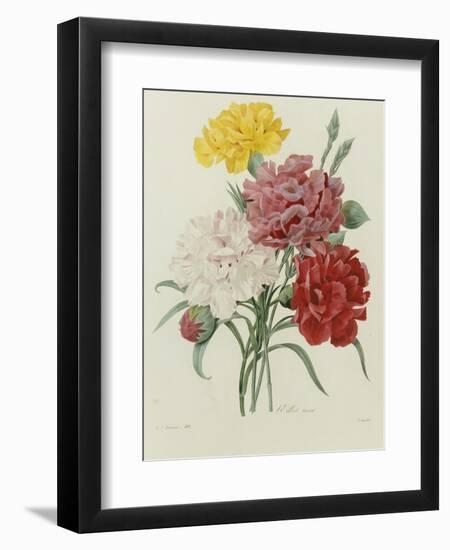 Carnation, circa 1833-Pierre-Joseph Redouté-Framed Giclee Print