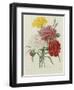 Carnation, circa 1833-Pierre-Joseph Redouté-Framed Giclee Print