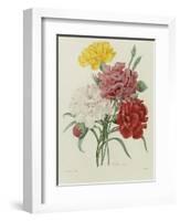 Carnation, circa 1833-Pierre-Joseph Redouté-Framed Giclee Print