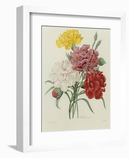 Carnation, circa 1833-Pierre-Joseph Redouté-Framed Giclee Print