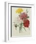 Carnation, circa 1833-Pierre-Joseph Redouté-Framed Giclee Print