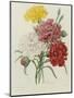 Carnation, circa 1833-Pierre-Joseph Redouté-Mounted Giclee Print