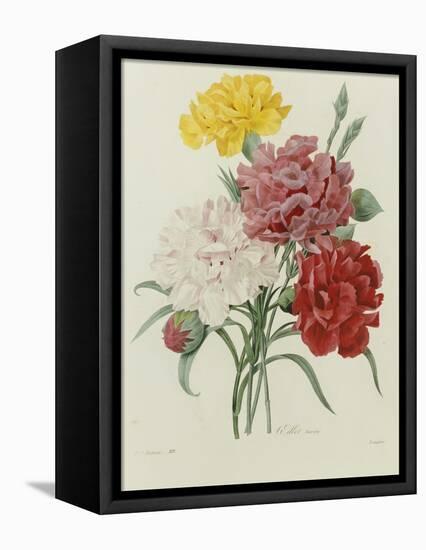 Carnation, circa 1833-Pierre-Joseph Redouté-Framed Stretched Canvas