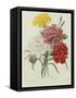 Carnation, circa 1833-Pierre-Joseph Redouté-Framed Stretched Canvas