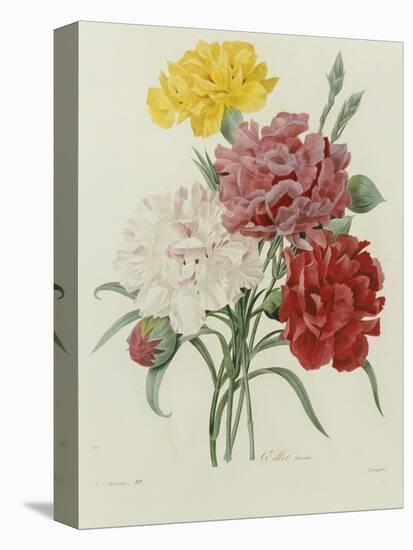 Carnation, circa 1833-Pierre-Joseph Redouté-Stretched Canvas