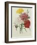 Carnation, circa 1833-Pierre-Joseph Redouté-Framed Premium Giclee Print