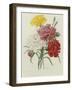 Carnation, circa 1833-Pierre-Joseph Redouté-Framed Giclee Print