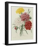 Carnation, circa 1833-Pierre-Joseph Redouté-Framed Giclee Print