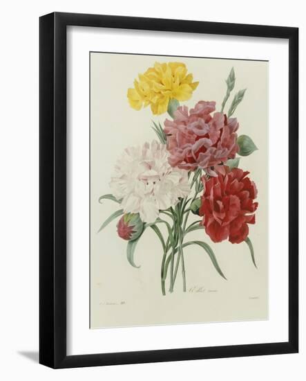 Carnation, circa 1833-Pierre-Joseph Redouté-Framed Giclee Print