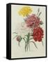 Carnation, circa 1833-Pierre-Joseph Redouté-Framed Stretched Canvas