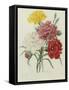 Carnation, circa 1833-Pierre-Joseph Redouté-Framed Stretched Canvas