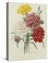 Carnation, circa 1833-Pierre-Joseph Redouté-Stretched Canvas