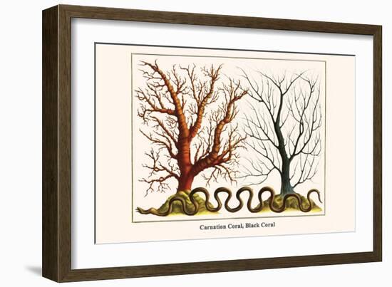 Carnation Coral, Black Coral-Albertus Seba-Framed Art Print