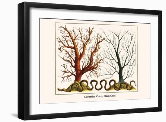 Carnation Coral, Black Coral-Albertus Seba-Framed Art Print