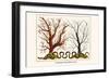 Carnation Coral, Black Coral-Albertus Seba-Framed Art Print